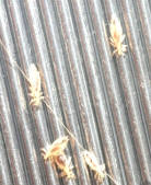 pidocchi-nel-pettine