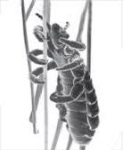 pidocchio-al-microscopio