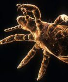 pidocchio-microscopio